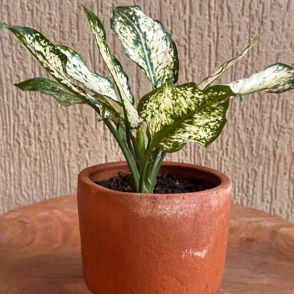 Aglaonema White Kiwi from 60,000 to 150,000