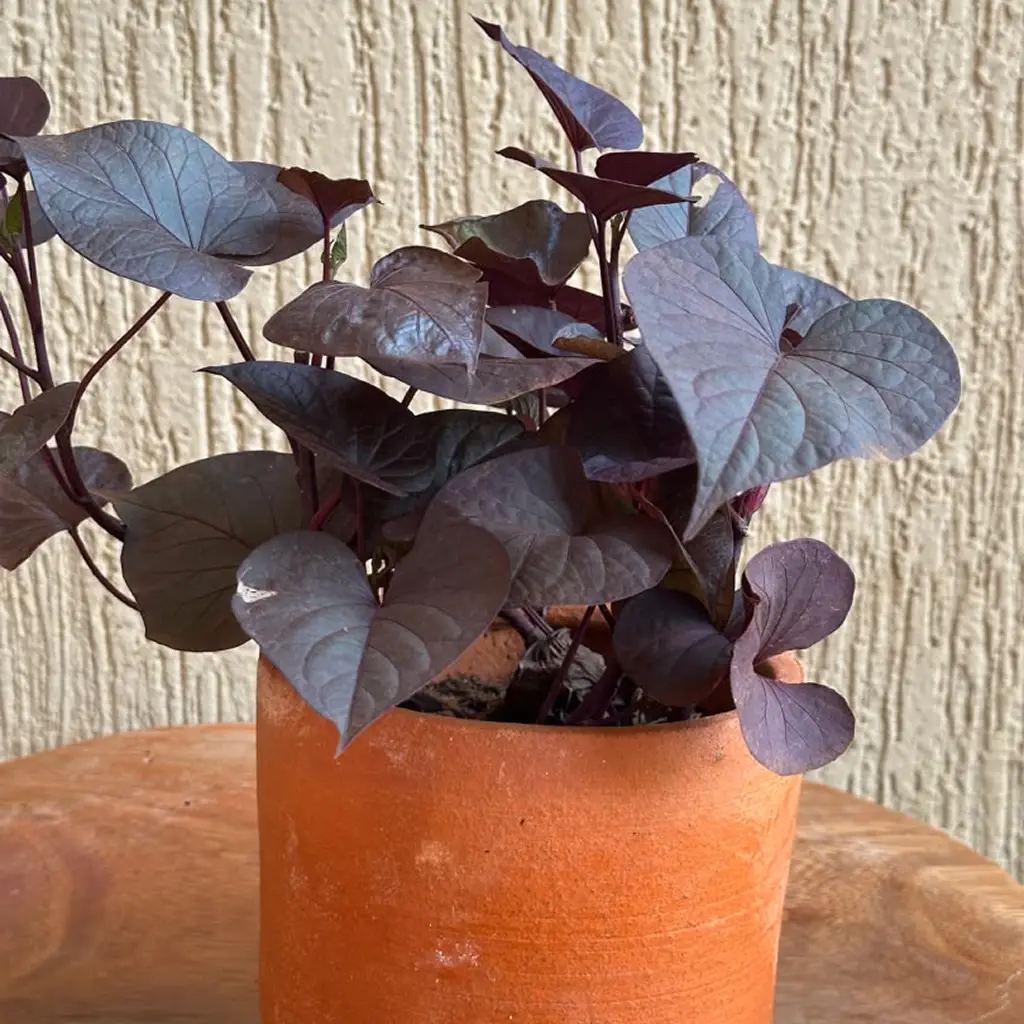 Sweet Potato Vine Dark Purple Ornamental from 50,000