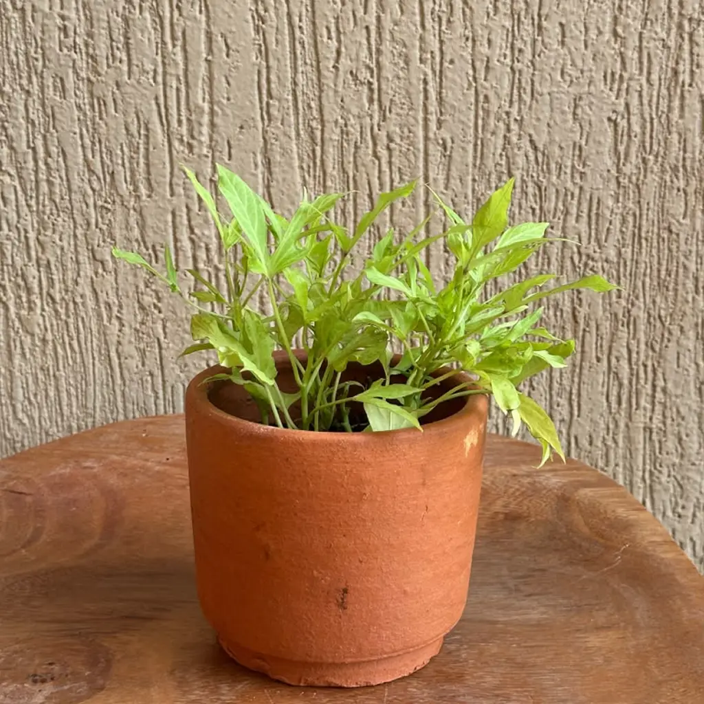 Sweet Potato Vine Marguerite from 50,000