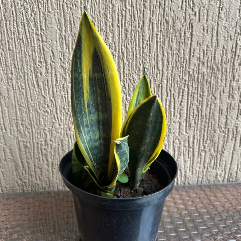 Sansevieria / Sans..