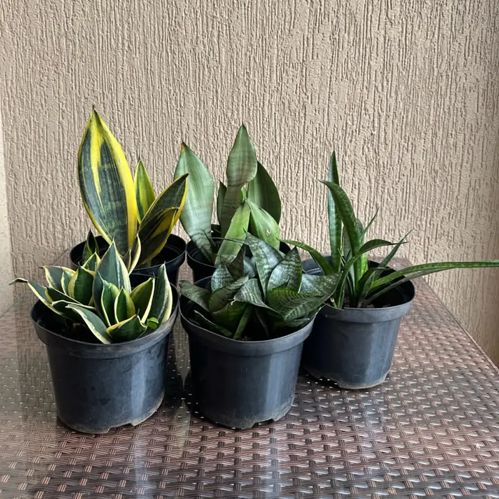 Sansevieria / Sans.. - Set of 5 for 150,000