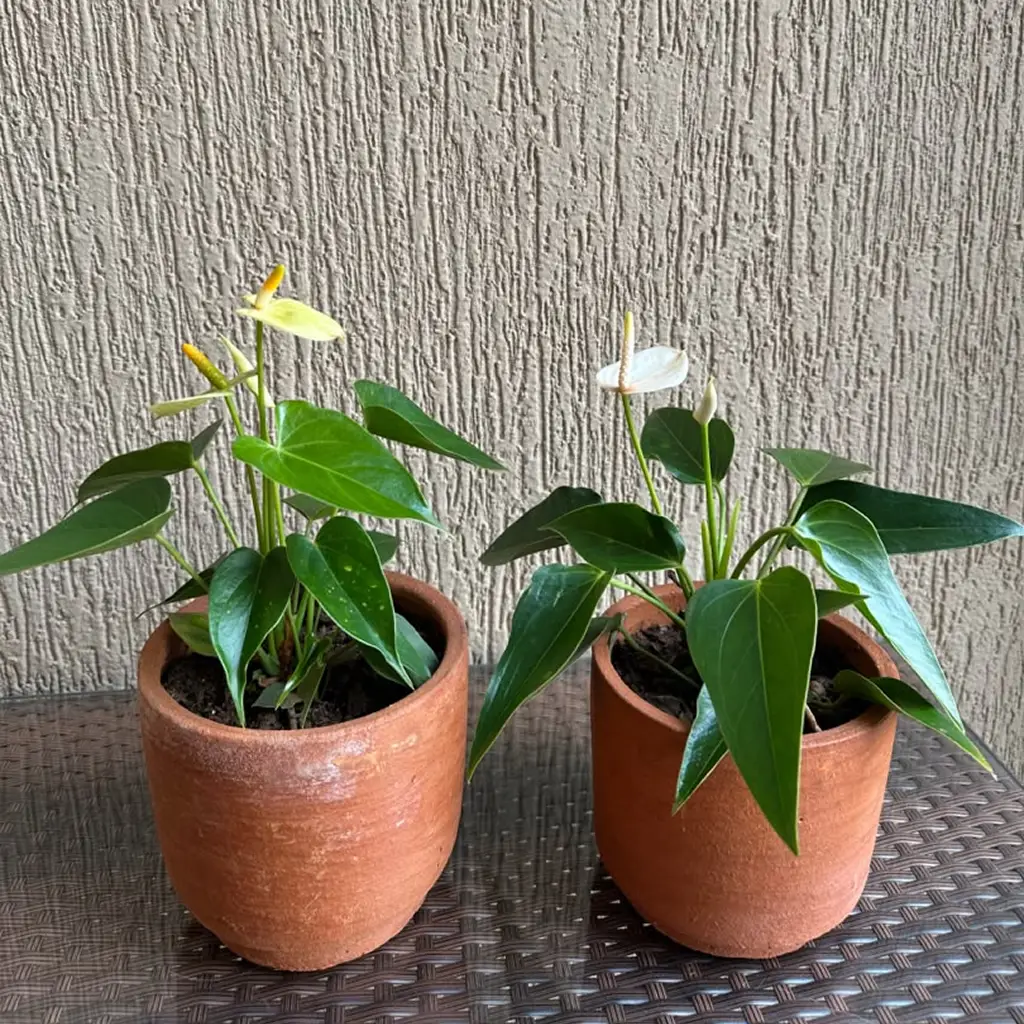 Anthurium - Set of Two for 100,000